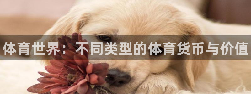 vsport体育官网下载平台注册流程图：体育世界：不
