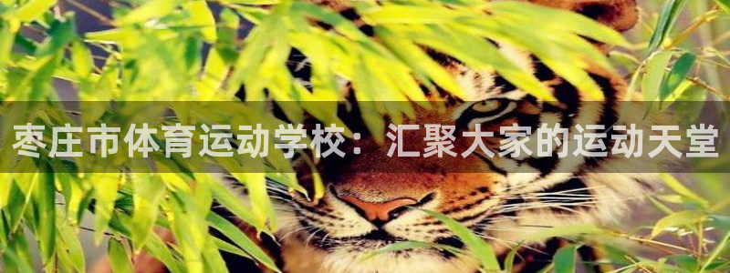 vsport体育官网下载平台注册要钱吗安全吗：枣庄市体育运动