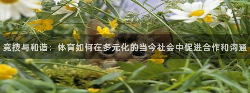 vsport体育官网下载平台注册要钱吗安全吗：竞技与和谐：体