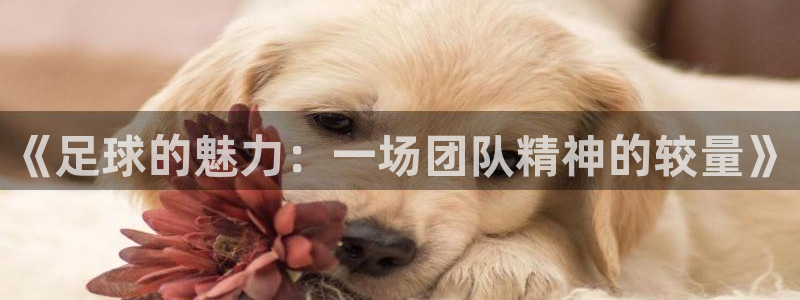 vsport体育官网下载平台注册流程视频：《足球的魅